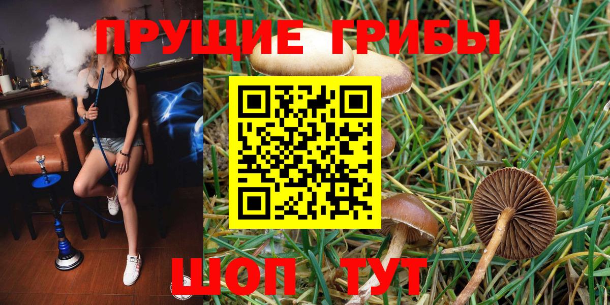 Псилоцибиновые грибы Cubensis Павлово